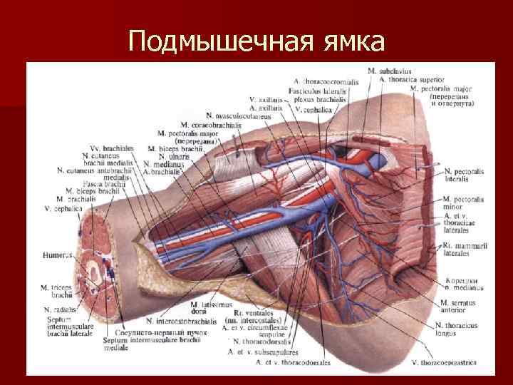Подмышечная ямка 