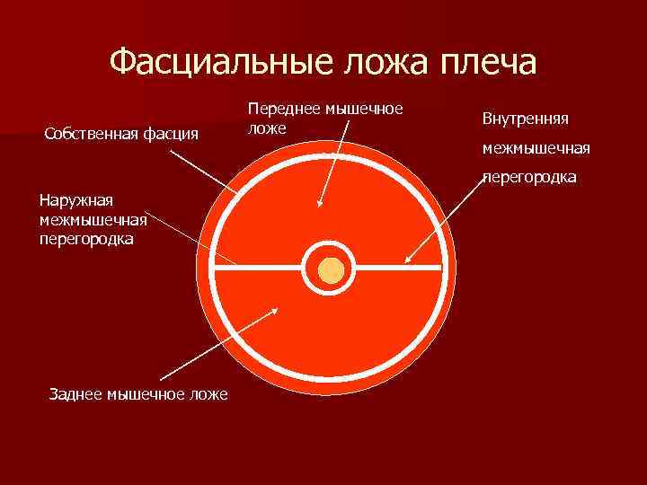 Фасциальные ложа плеча Собственная фасция Переднее мышечное ложе Внутренняя межмышечная перегородка Наружная межмышечная перегородка