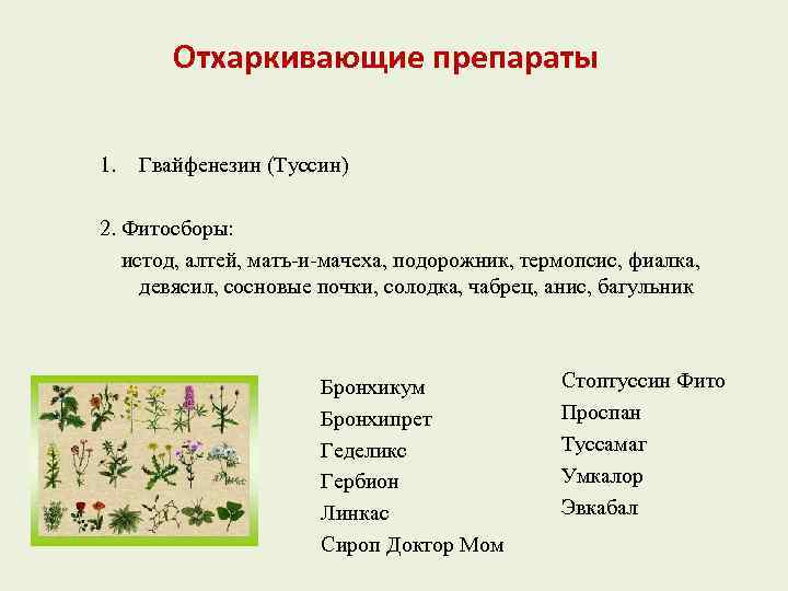 Отхаркивающие препараты 1. Гвайфенезин (Туссин) 2. Фитосборы: истод, алтей, мать-и-мачеха, подорожник, термопсис, фиалка, девясил,