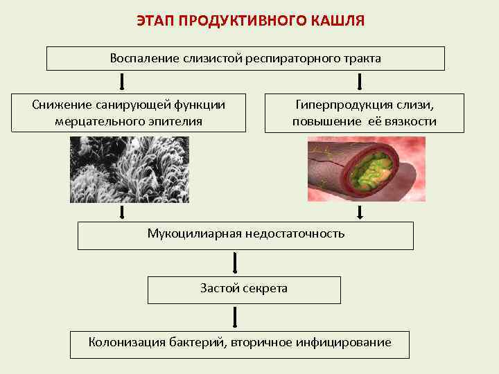 ЭТАП ПРОДУКТИВНОГО КАШЛЯ Воспаление слизистой респираторного тракта Снижение санирующей функции мерцательного эпителия Гиперпродукция слизи,