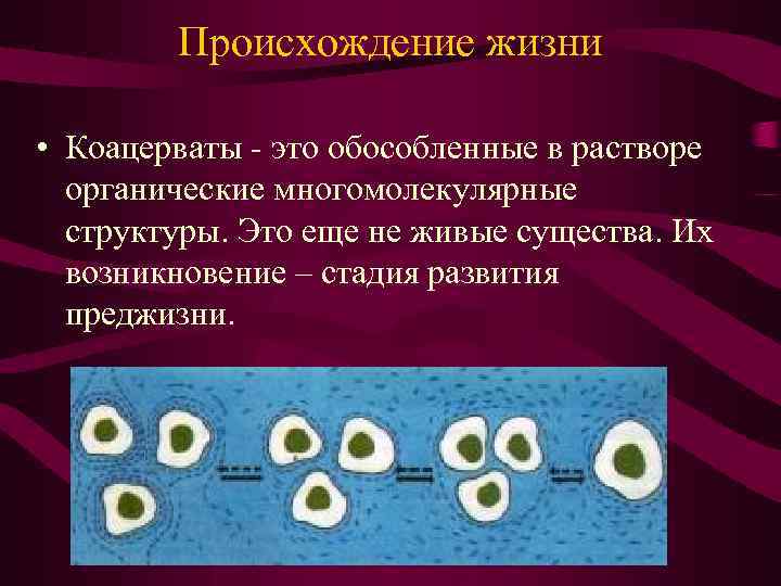 Происхождение жизни • Коацерваты - это обособленные в растворе органические многомолекулярные структуры. Это еще