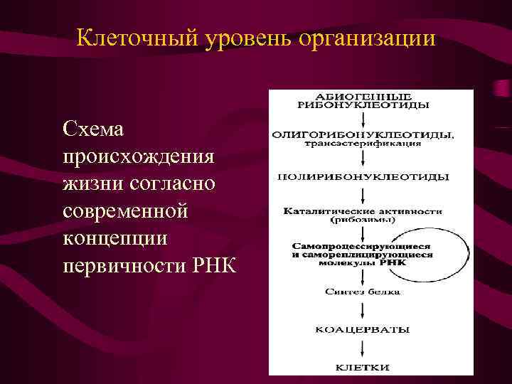 Клеточный уровень организации Схема происхождения жизни согласно современной концепции первичности РНК 