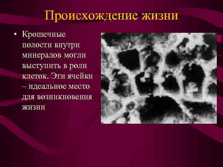 Происхождение жизни • Крошечные полости внутри минералов могли выступить в роли клеток. Эти ячейки