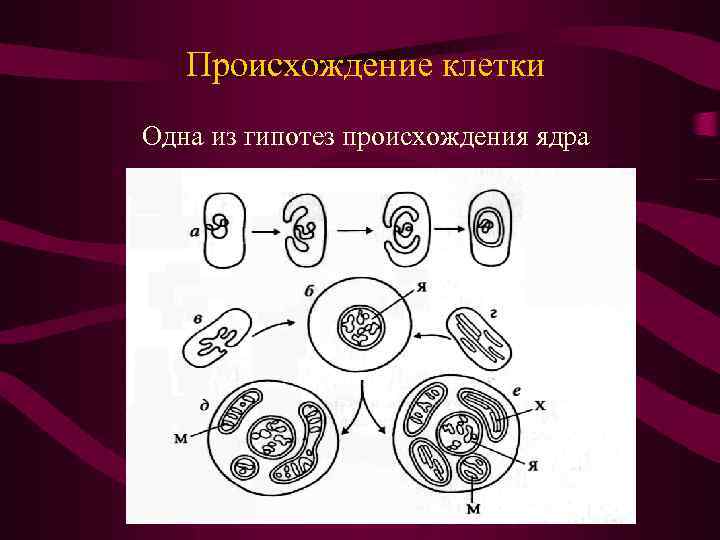 Происхождение клетки Одна из гипотез происхождения ядра 