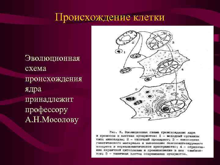 Происхождение клетки Эволюционная схема происхождения ядра принадлежит профессору А. Н. Мосолову 