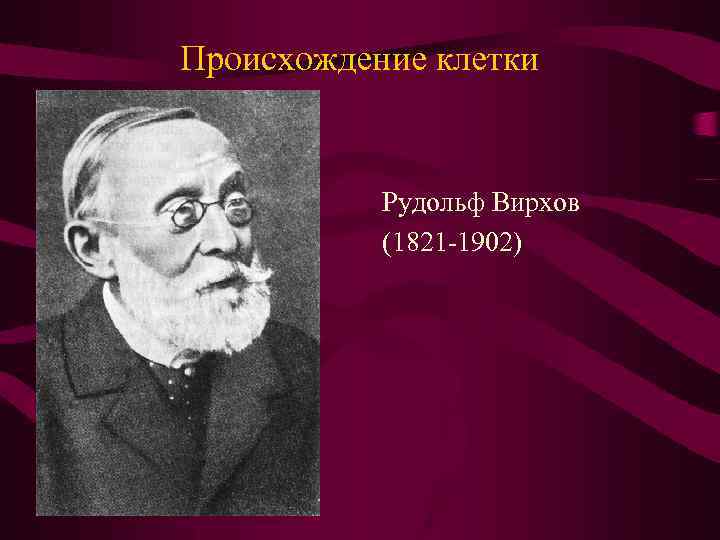 Происхождение клетки Рудольф Вирхов (1821 -1902) 