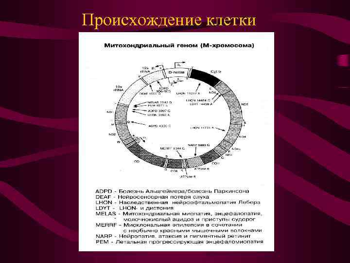 Происхождение клетки 