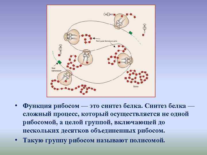  • Функция рибосом — это синтез белка. Синтез белка — сложный процесс, который
