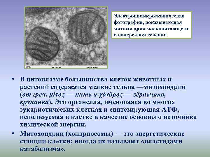 Электрономикроскопическая фотография, показывающая митохондрии млекопитающего в поперечном сечении • В цитоплазме большинства клеток животных