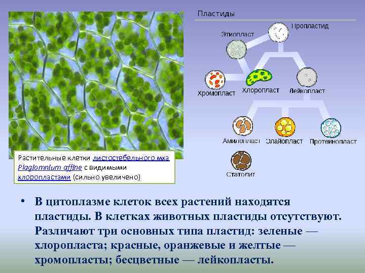 Растительные клетки листостебельного мха Plagiomnium affine с видимыми хлоропластами (сильно увеличено) • В цитоплазме