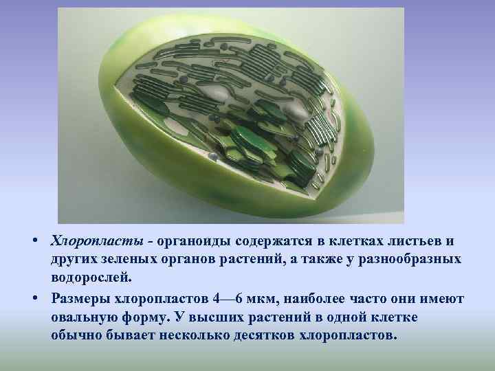  • Хлоропласты - органоиды содержатся в клетках листьев и других зеленых органов растений,
