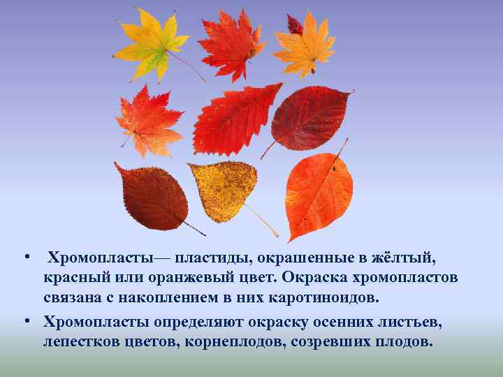  • Хромопласты— пластиды, окрашенные в жёлтый, красный или оранжевый цвет. Окраска хромопластов связана