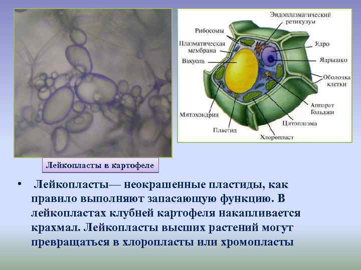 Лейкопласты в картофеле • Лейкопласты— неокрашенные пластиды, как правило выполняют запасающую функцию. В лейкопластах