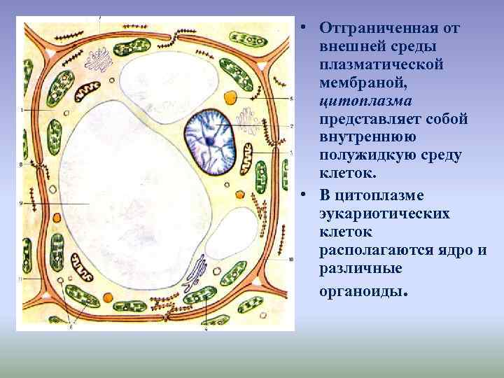  • Отграниченная от внешней среды плазматической мембраной, цитоплазма представляет собой внутреннюю полужидкую среду