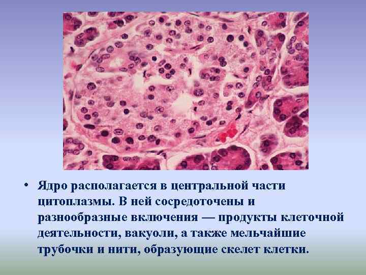  • Ядро располагается в центральной части цитоплазмы. В ней сосредоточены и разнообразные включения