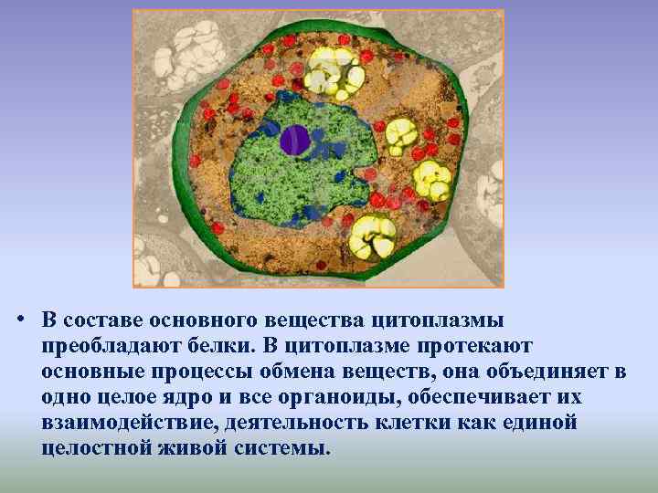  • В составе основного вещества цитоплазмы преобладают белки. В цитоплазме протекают основные процессы
