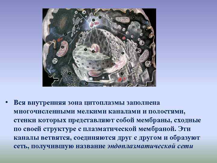  • Вся внутренняя зона цитоплазмы заполнена многочисленными мелкими каналами и полостями, стенки которых