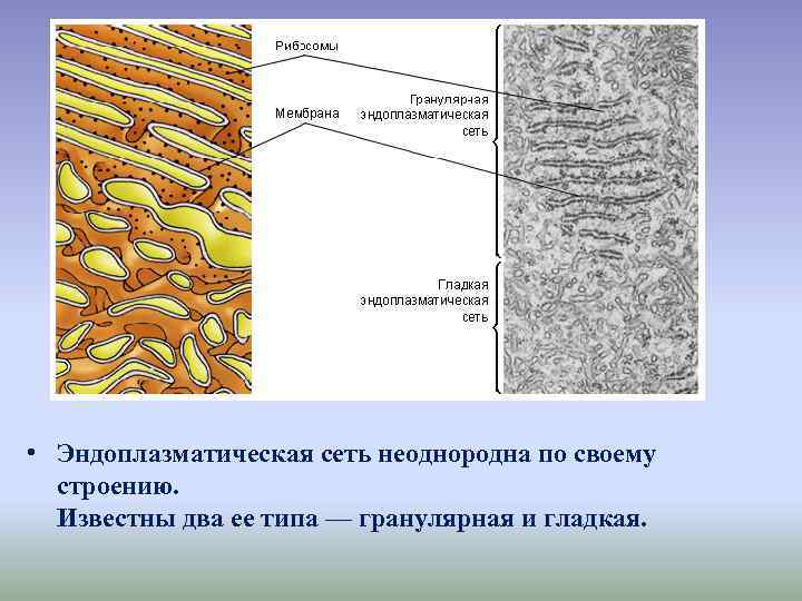  • Эндоплазматическая сеть неоднородна по своему строению. Известны два ее типа — гранулярная