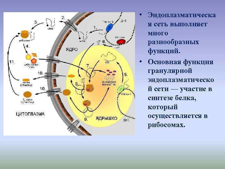  • Эндоплазматическа я сеть выполняет много разнообразных функций. • Основная функция гранулярной эндоплазматическо