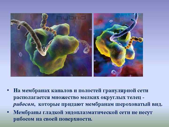  • На мембранах каналов и полостей гранулярной сети располагается множество мелких округлых телец