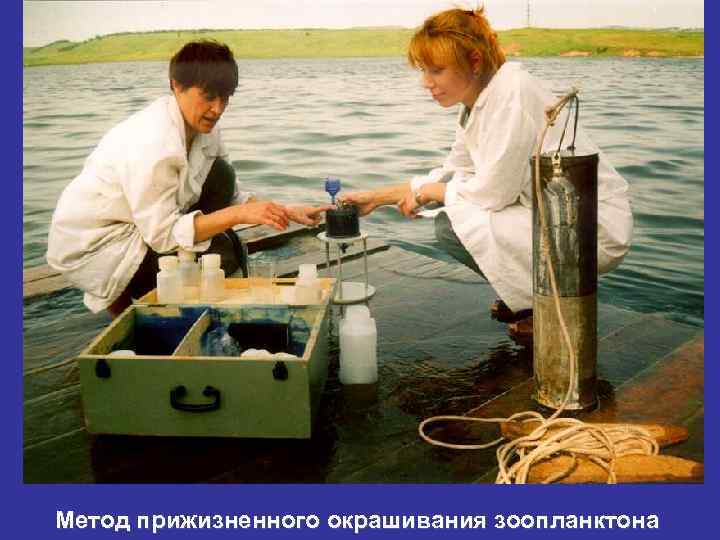Метод прижизненного окрашивания зоопланктона 