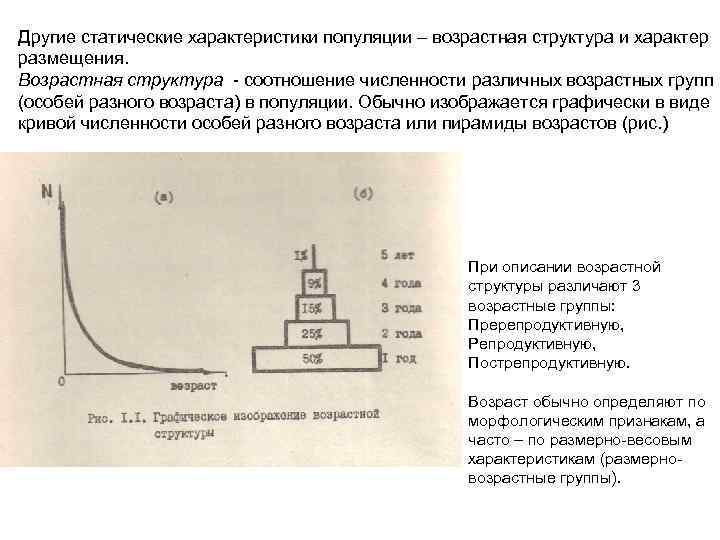 Другие статические характеристики популяции – возрастная структура и характер размещения. Возрастная структура - соотношение