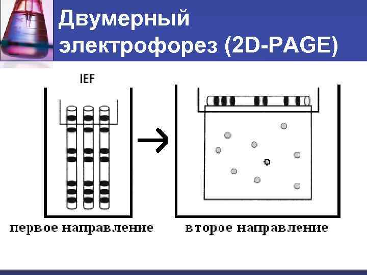 Двумерный электрофорез (2 D-PAGE) 