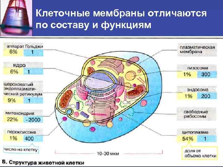 Клеточные мембраны отличаются по составу и функциям 