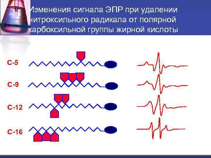 Изменения сигнала ЭПР при удалении нитроксильного радикала от полярной карбоксильной группы жирной кислоты С-5