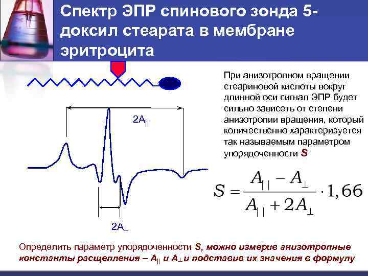 Спектр ЭПР спинового зонда 5 доксил стеарата в мембране эритроцита 2 A|| При анизотропном