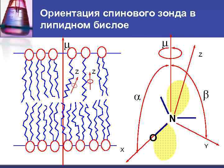 Ориентация спинового зонда в липидном бислое m m Z Z Z b a N