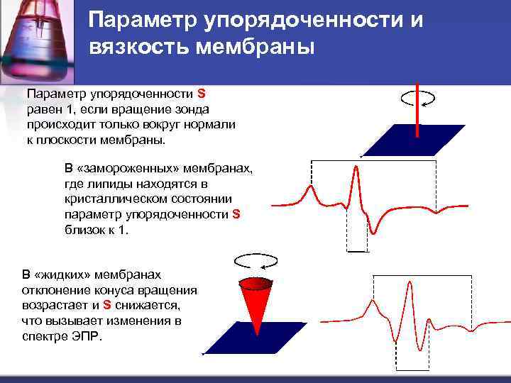 Параметр упорядоченности и вязкость мембраны Параметр упорядоченности S равен 1, если вращение зонда происходит