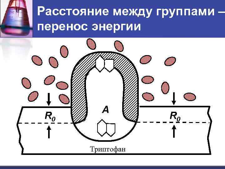 Расстояние между группами – перенос энергии R 0 А Триптофан R 0 
