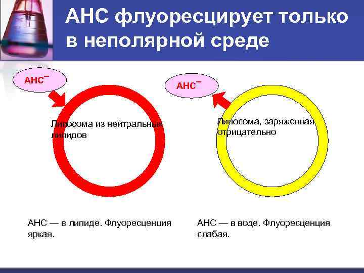 АНС флуоресцирует только в неполярной среде АНС¯ Липосома из нейтральных липидов АНС — в