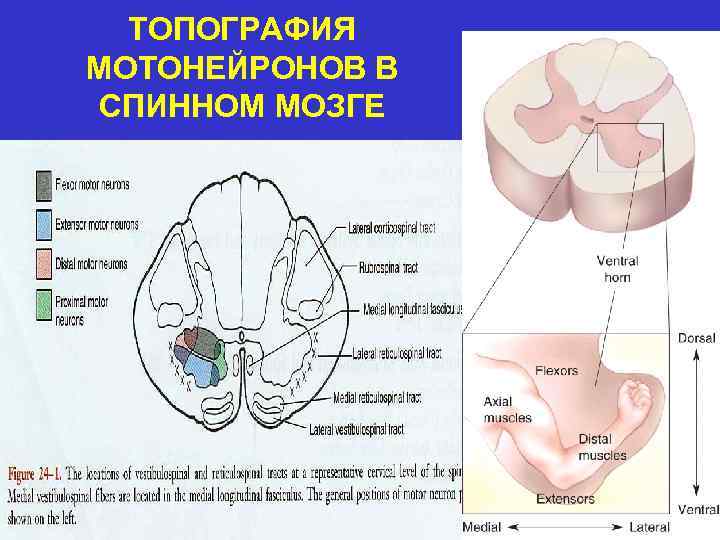 ТОПОГРАФИЯ МОТОНЕЙРОНОВ В СПИННОМ МОЗГЕ 