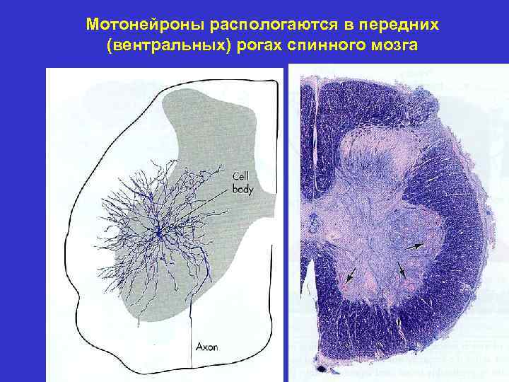 Мотонейроны распологаются в передних (вентральных) рогах спинного мозга 