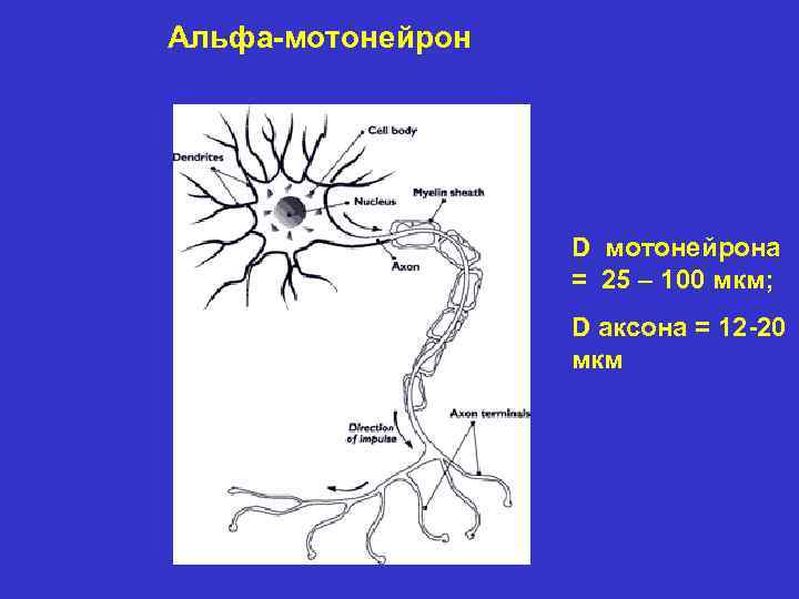 Карта аксон актив узнать