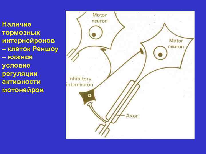 Наличие тормозных интернейронов – клеток Реншоу – важное условие регуляции активности мотонейров 