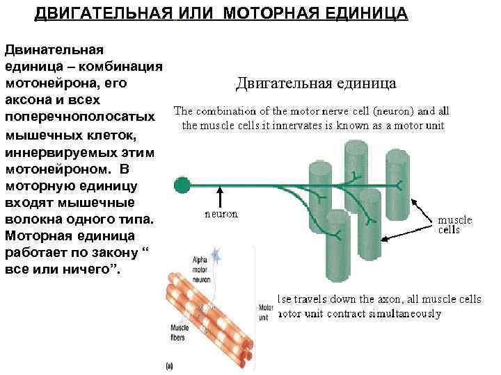 ДВИГАТЕЛЬНАЯ ИЛИ МОТОРНАЯ ЕДИНИЦА Двинательная единица – комбинация мотонейрона, его аксона и всех поперечнополосатых