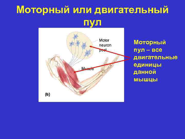 Моторный или двигательный пул Моторный пул – все двигательные единицы данной мышцы 