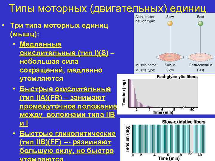 Типы единиц. Виды моторных единиц. Типы двигательных единиц. Типы двигательных единиц физиология. Моторные единицы их классификация.