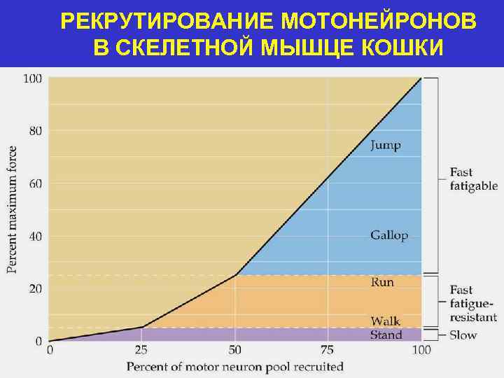 РЕКРУТИРОВАНИЕ МОТОНЕЙРОНОВ В СКЕЛЕТНОЙ МЫШЦЕ КОШКИ 