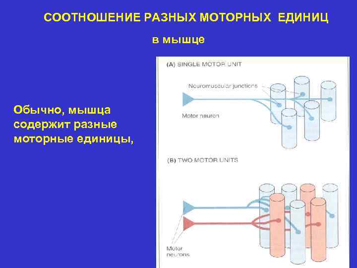 СООТНОШЕНИЕ РАЗНЫХ МОТОРНЫХ ЕДИНИЦ в мышце Обычно, мышца содержит разные моторные единицы, 