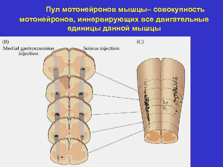 Пул мотонейронов мышцы– совокупность мотонейронов, иннервирующих все двигательные единицы данной мышцы 