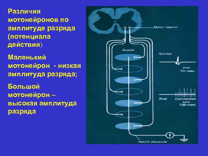 Различия мотонейронов по амплитуде разряда (потенциала действия) Маленький мотонейрон - низкая амплитуда разряда; Большой