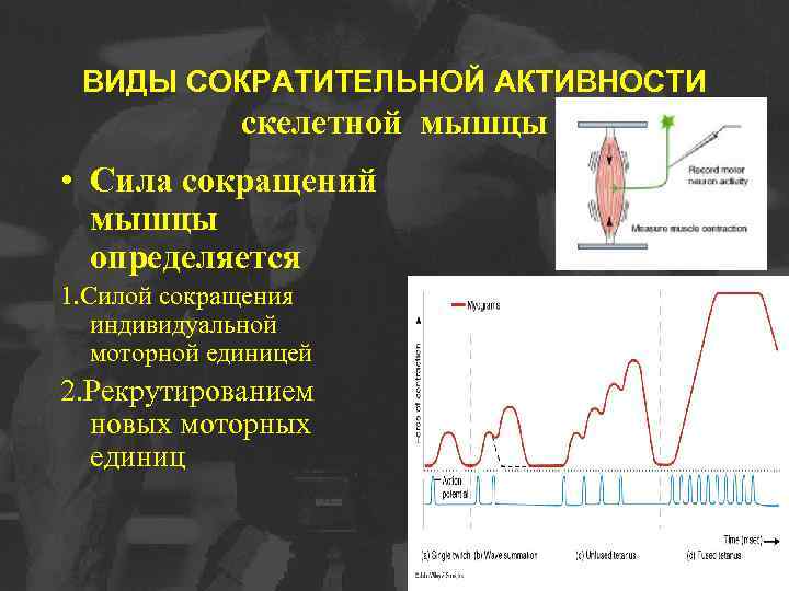 ВИДЫ СОКРАТИТЕЛЬНОЙ АКТИВНОСТИ скелетной мышцы • Сила сокращений мышцы определяется 1. Силой сокращения индивидуальной