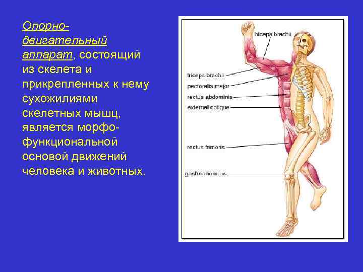 Что является активной частью опорно двигательного аппарата. Опорно-двигательный аппарат человека состоит из. Сухожилия опорно двигательного аппарата. Мышцы опорно двигательного аппарата. Движение кости мышцы сухожилия.