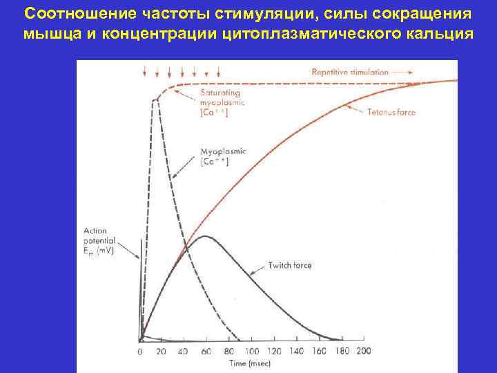 Соотношение частоты стимуляции, силы сокращения мышца и концентрации цитоплазматического кальция 
