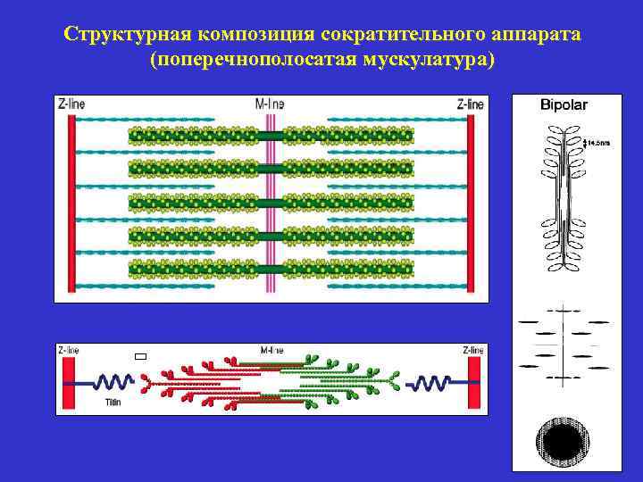 Структурная композиция сократительного аппарата (поперечнополосатая мускулатура) 