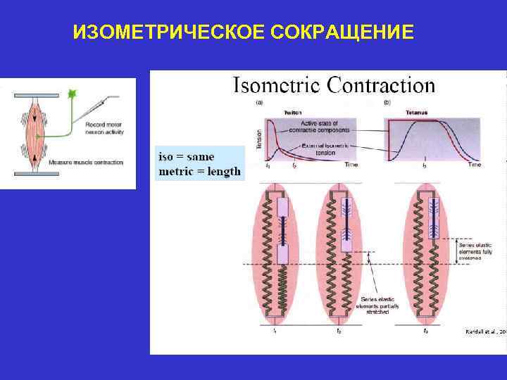 ИЗОМЕТРИЧЕСКОЕ СОКРАЩЕНИЕ 